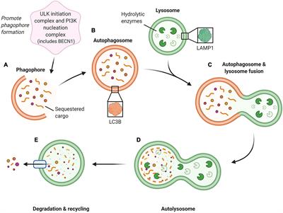 The Impact of Aging on Macroautophagy in the Pre-ovulatory Mouse Oocyte